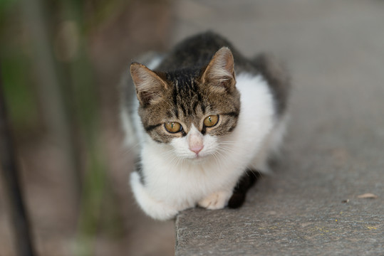 流浪猫