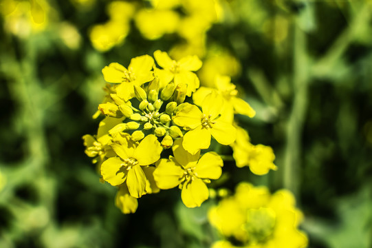 油菜花