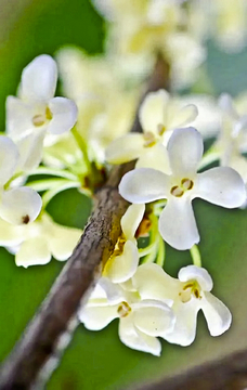 玉洁白花