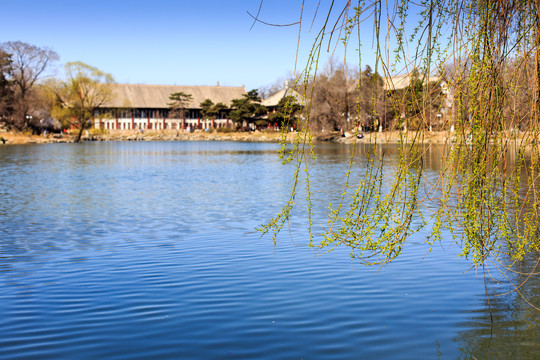 北大校園風(fēng)光未名湖柳樹紅四樓