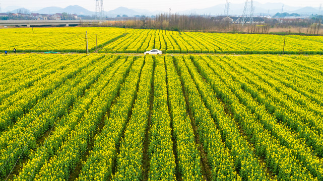 油菜花