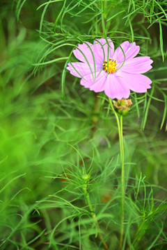 格桑花