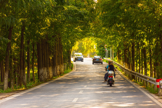 水杉公路