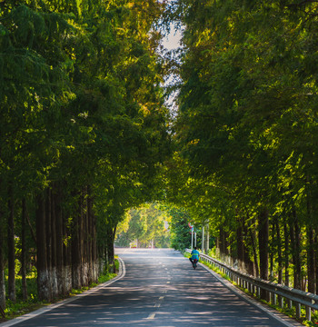 水杉公路