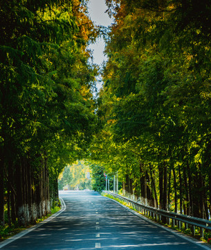 水杉公路