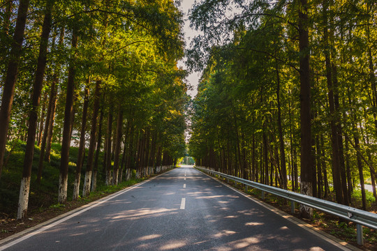 水杉公路