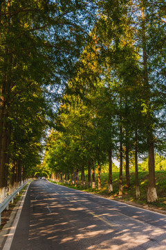 水杉公路