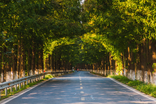 水杉公路