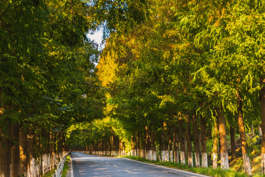 水杉公路