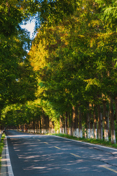 水杉公路