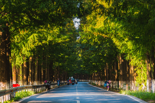 水杉公路