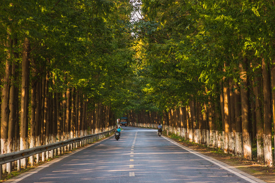 水杉公路