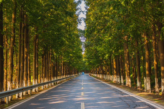 水杉公路