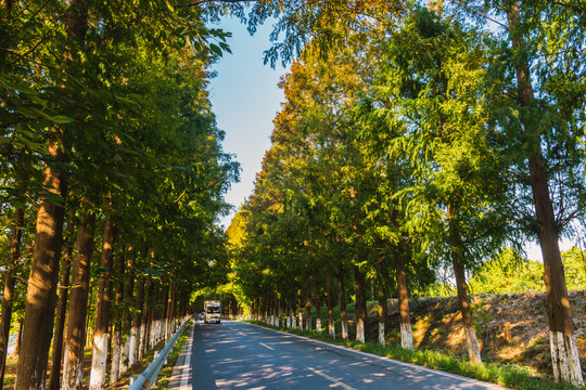 上海最美公路