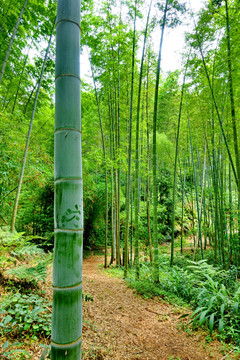 竹林高清圖