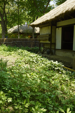 韩国农家茅屋及菜园