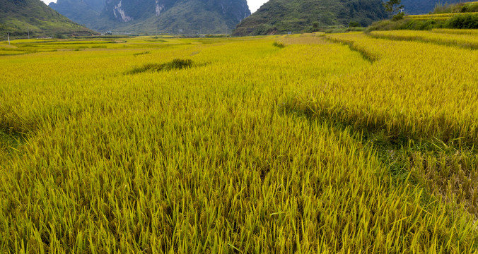 稻田