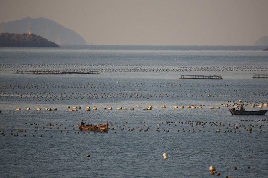 海洋牧场