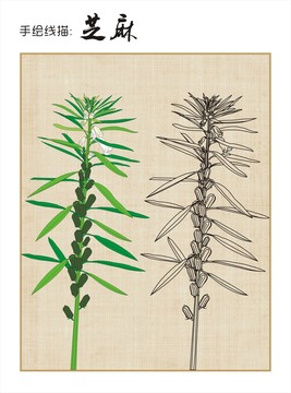 芝麻手繪