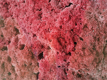 红色珊瑚背景
