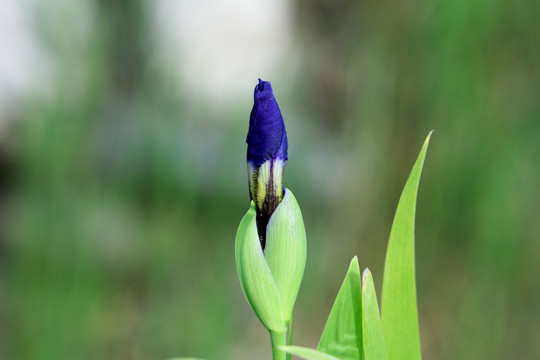 鸢尾花