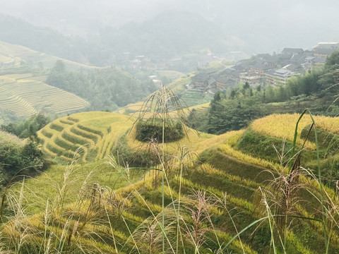 龙脊梯田