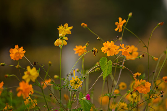 波斯菊格桑花