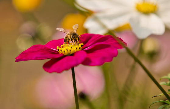 蜜蜂在波斯菊花朵上采蜜