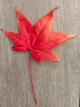 木板上的红枫叶