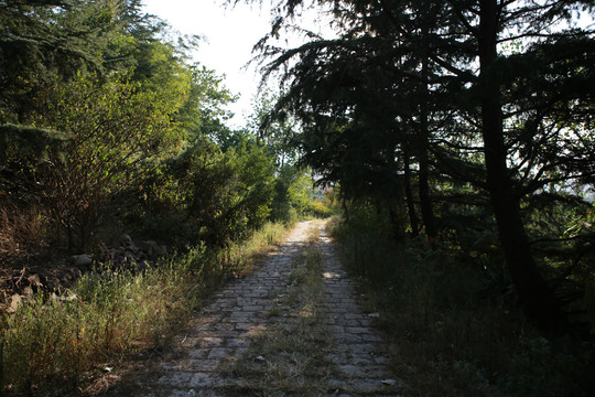 女姑山山间小路