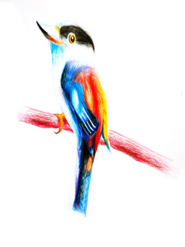 鳥