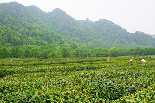 龙井茶园