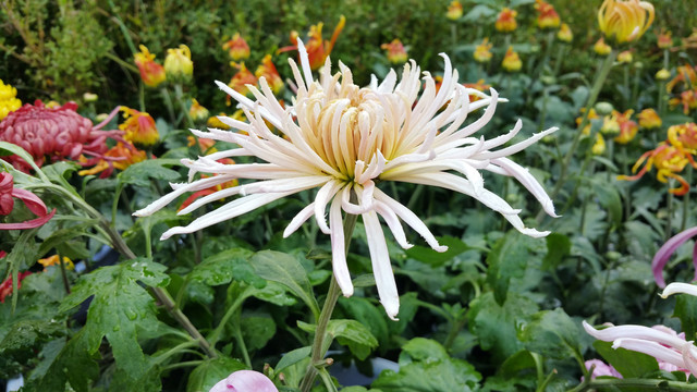 秋天白色的菊花花朵