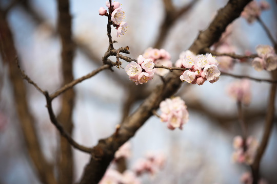 桃花