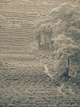 龙井茶山黑白照片