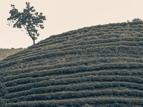 龙井老茶山