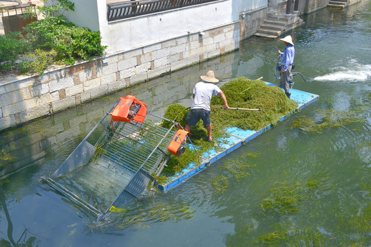 捞水草