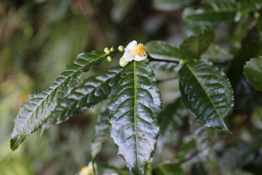 开花的茶树