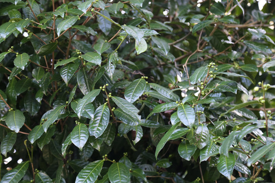 大山茶