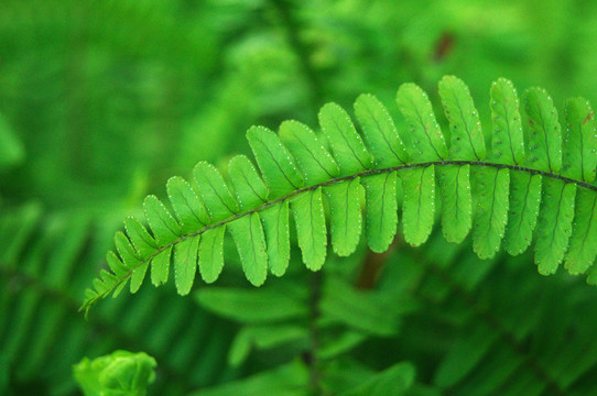 蕨类植物