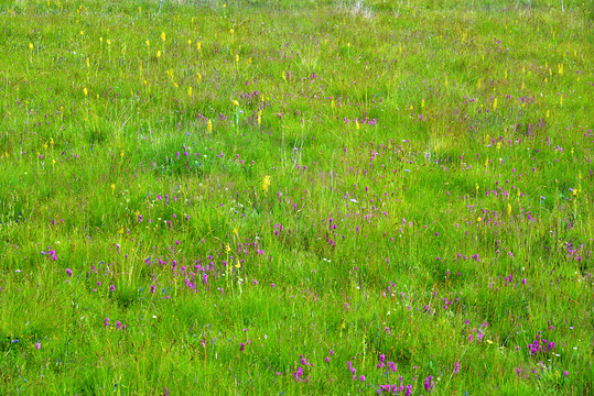 山花烂漫