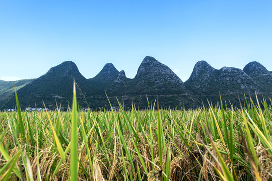 万峰林