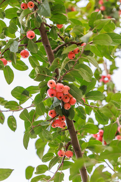 树上的海棠果
