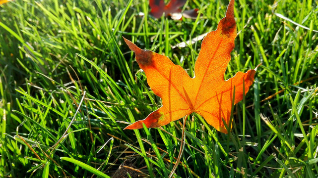 草坪上的秋叶