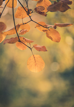 背景虚化的秋天的黄叶