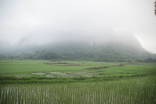 稻田