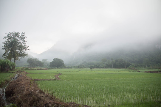 稻田