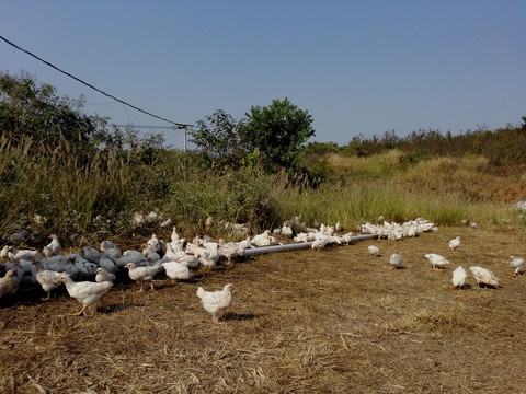 山地养鸡场