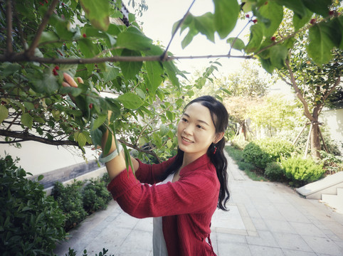 美女采摘摘樱桃