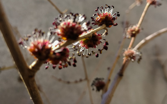 春季榆树花